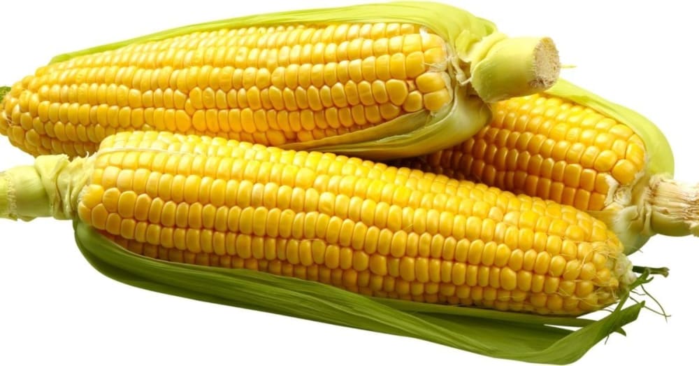 Is Corn Good for Weight Loss? Evidencebased and backed by Dietitians
